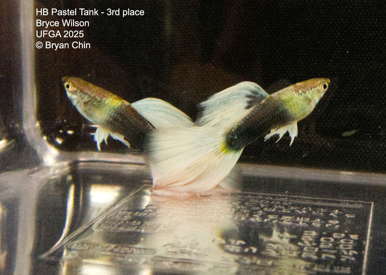 Guppy HB Pastel